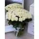 101 white rose "Classic"