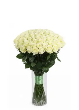 101 white rose "Classic"
