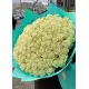 101 white rose "Classic"