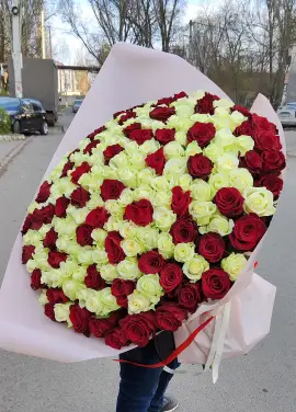 101 red and white roses "Milan" 70cm