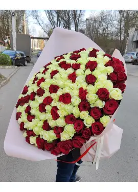 101 red and white roses "Milan" 70cm