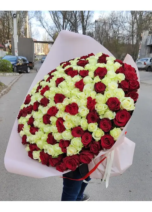 101 red and white roses "Milan" 70cm