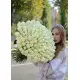 151 White Rose - Bouquet "Snow White"