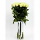 21-rose bouquet: long-stem imported white roses “Mondial”