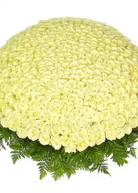 555 white roses