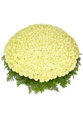 555 white roses