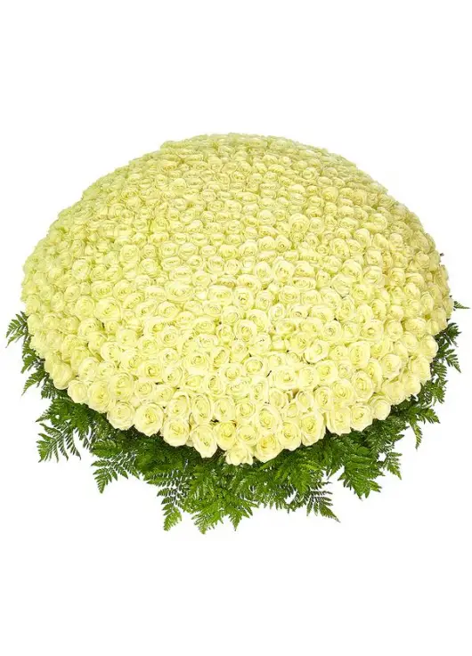 555 white roses
