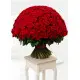 555 red roses 555 red roses