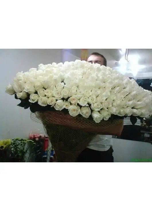 301 white roses 301 white roses