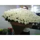 301 white roses 301 white roses