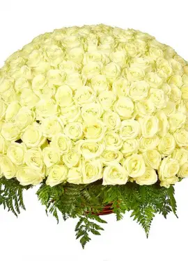 301 white roses