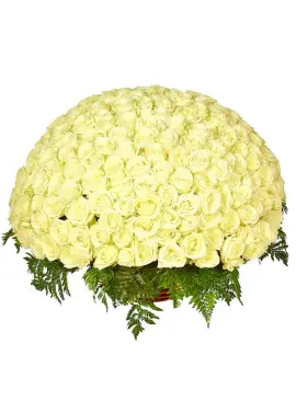 301 white roses