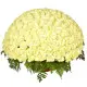 301 white roses 301 white roses