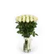 35 white roses in beautiful packaging