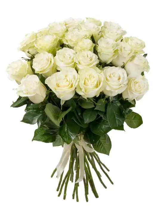 35 white roses in beautiful packaging