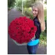 51 red roses 51 red roses