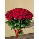51 red roses 51 red roses
