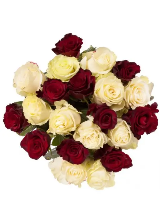 Red and white roses