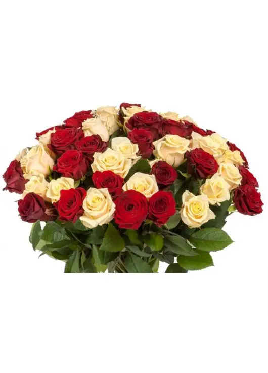 Red and white roses