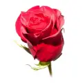 1 meter roses