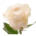 White roses