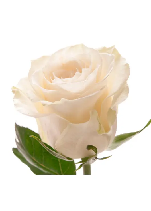 White rose Mondial