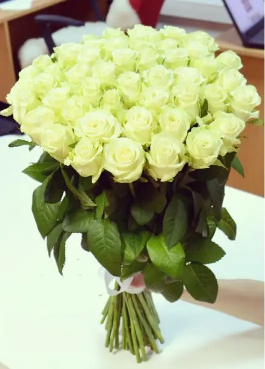 Avalanche white roses Avalanche white roses