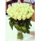 Avalanche white roses Avalanche white roses