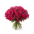 Shrub rose