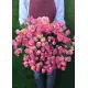 Bushed roses Dnipro