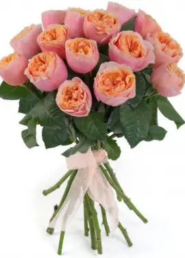 Peonie rose Vuvuzella