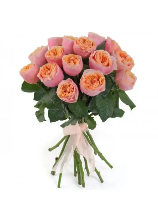 Peonie rose Vuvuzella