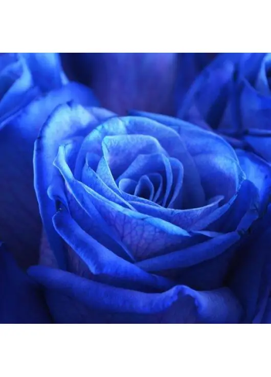 Blue roses "Fifth element" Blue roses "Fifth element"