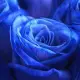 Blue roses "Fifth element" Blue roses "Fifth element"