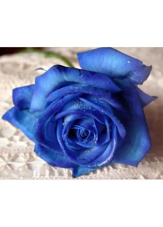 Blue roses "Fifth element" Blue roses "Fifth element"