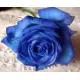 Blue roses "Fifth element" Blue roses "Fifth element"