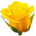 Yellow roses