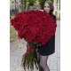 Holland roses 150 cm Holland roses 150 cm