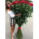 Holland roses 150 cm Holland roses 150 cm