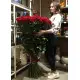 Holland roses 150 cm Holland roses 150 cm