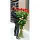 Holland roses 150 cm Holland roses 150 cm