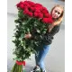 Holland roses  150 cm