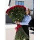 Huge roses 150-180 cm