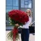 Huge roses 150-180 cm