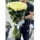 51 white meter rose