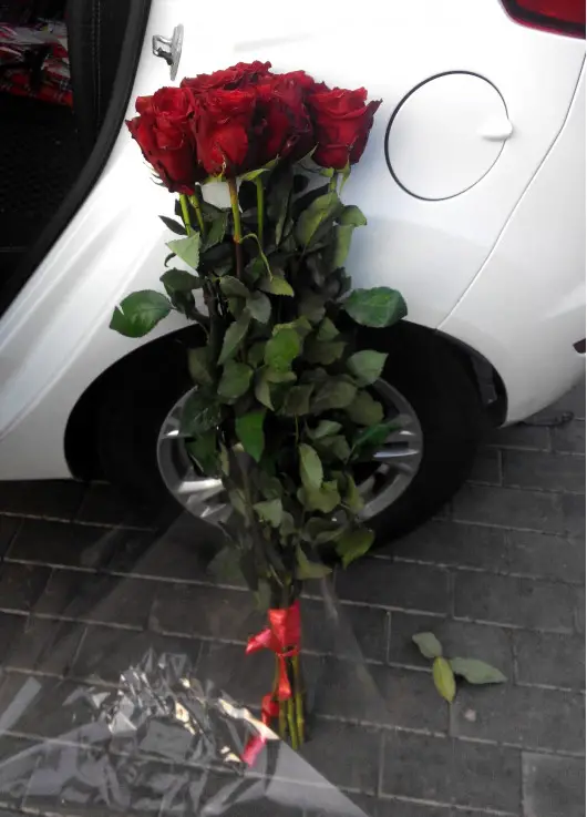 Holland roses