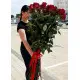 25 Holland roses 25 Holland roses