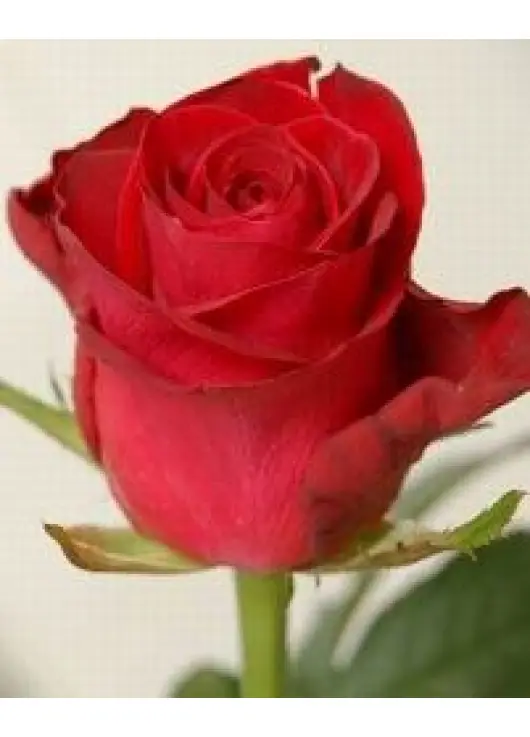 Coral rose variety or Red Wow Wow