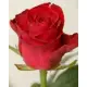 Coral rose variety or Red Wow Wow