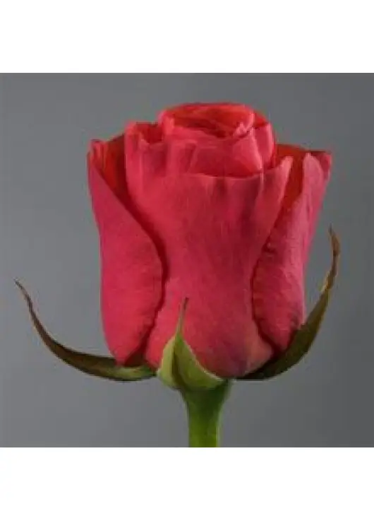 Coral rose variety or Red Wow Wow